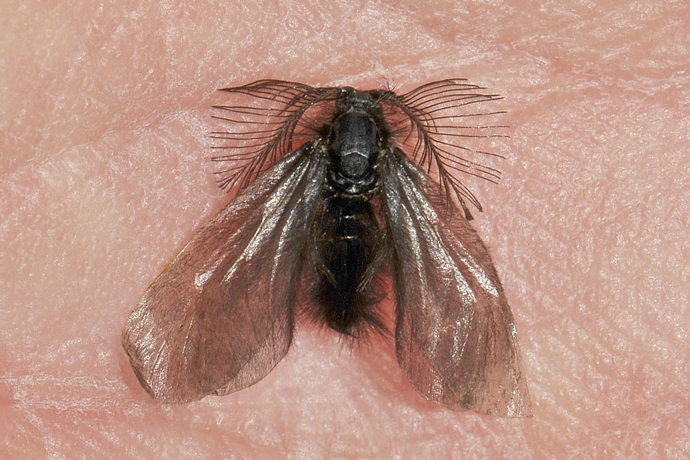 Ptilocephala sp? S, Cfr. plumigera, Psychidae